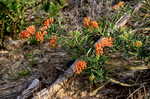 Butterfly milkweed